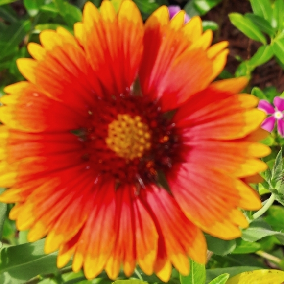 FREE GIFT Seeds with Purchase! - Picture 2 of 11